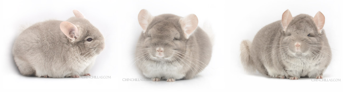 Feature Image for TOV Beige / Brown Velvet Hybrid Chinchillas